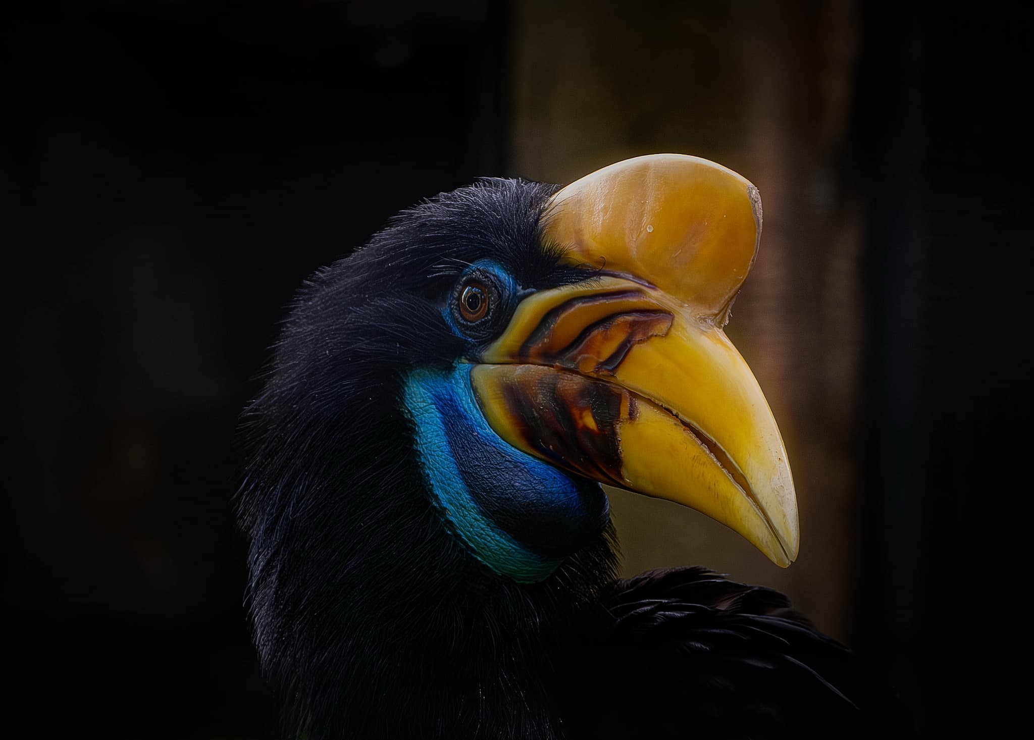 Knobbed Hornbill Bird